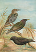 Sturnus vulgaris Sturnus vulgaris Menzbieri Sturnus unicolor Marmora - Johann Friedrich Naumann — artwork view