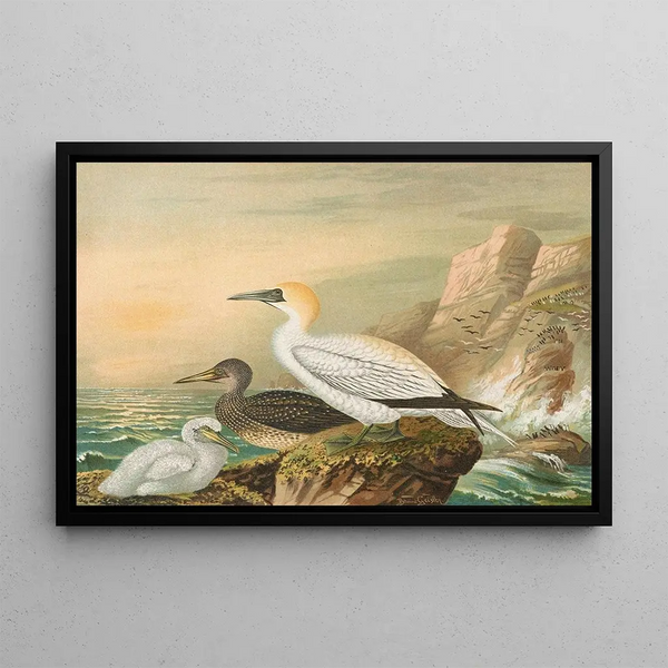 Fou de Bassan - Johann Friedrich Naumann | Painting — framed artwork on a wall