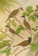 Sylvia atricapilla - Johann Friedrich Naumann — artwork view