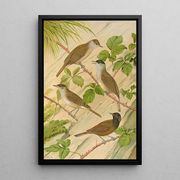 Sylvia atricapilla - Johann Friedrich Naumann — framed artwork on a wall