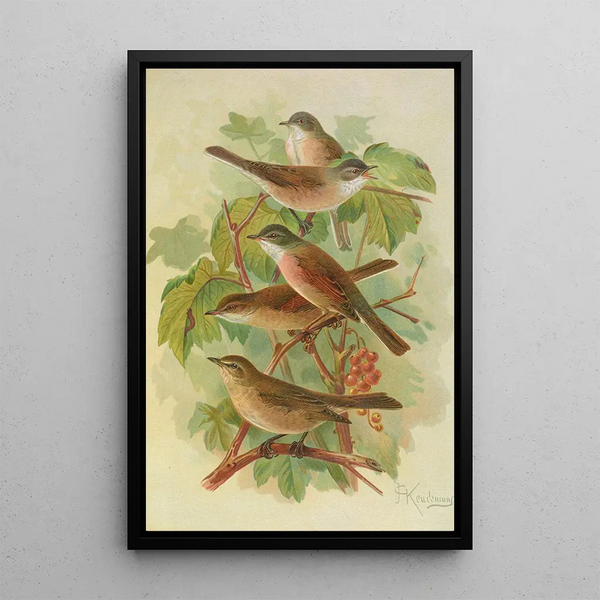 Sylvia curruca sylvia simplex - Johann Friedrich Naumann — framed artwork on a wall