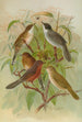 Sylvia melanocephala Sylvia undata Hypolais salicaria - Johann Friedrich Naumann — artwork view