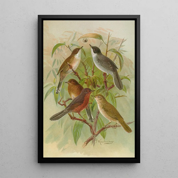 Sylvia melanocephala Sylvia undata Hypolais salicaria - Johann Friedrich Naumann — framed artwork on a wall