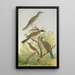 Sylvia nisoria Sylvia orphea Temm - Johann Friedrich Naumann — framed artwork on a wall