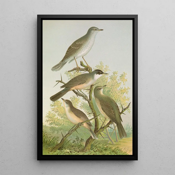 Sylvia nisoria Sylvia orphea Temm - Johann Friedrich Naumann — framed artwork on a wall