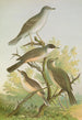 Sylvia nisoria Sylvia orphea Temm - Johann Friedrich Naumann — artwork view