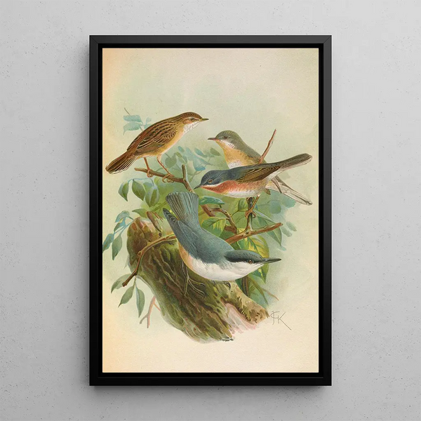Sylvia subalpina Bonelli Cisticola cisticola Sitta Neumayeri Michah - Johann Friedrich Naumann — framed artwork on a wall