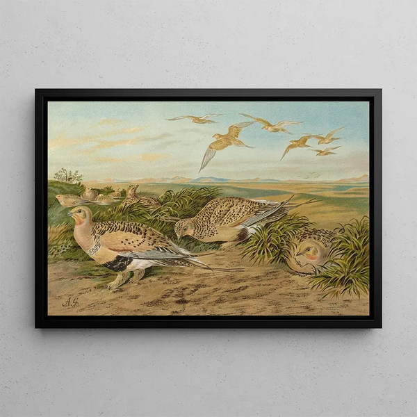 Syrrhaptes paradoxus - Johann Friedrich Naumann — framed artwork on a wall