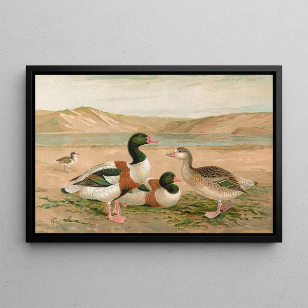 Tadorne de Belon - Johann Friedrich Naumann — framed artwork on a wall