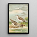 Terekia cinerea - Johann Friedrich Naumann — framed artwork on a wall