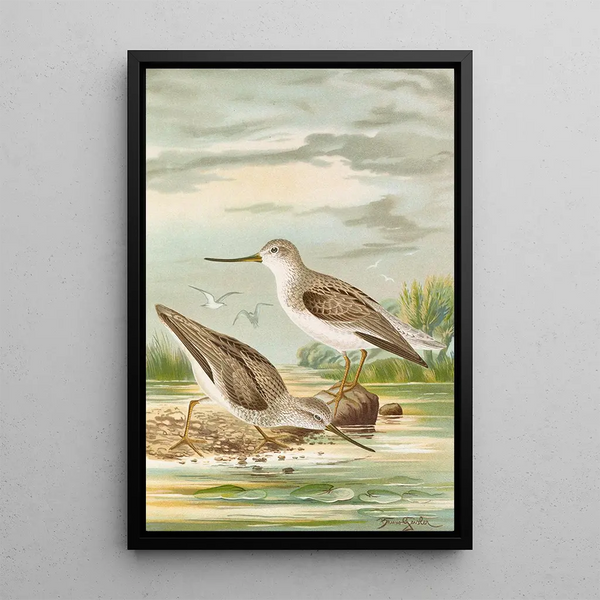 Terekia cinerea - Johann Friedrich Naumann — framed artwork on a wall