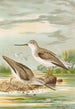Terekia cinerea - Johann Friedrich Naumann — artwork view