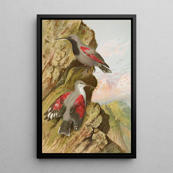 Tichodroma muraria - Johann Friedrich Naumann — framed artwork on a wall