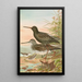 Totanus fuscus Totanus littoreus - Johann Friedrich Naumann — framed artwork on a wall
