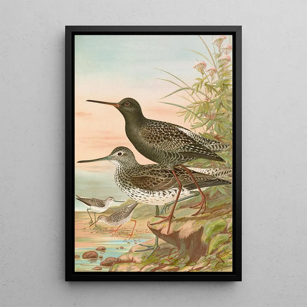 Totanus fuscus Totanus littoreus - Johann Friedrich Naumann — framed artwork on a wall