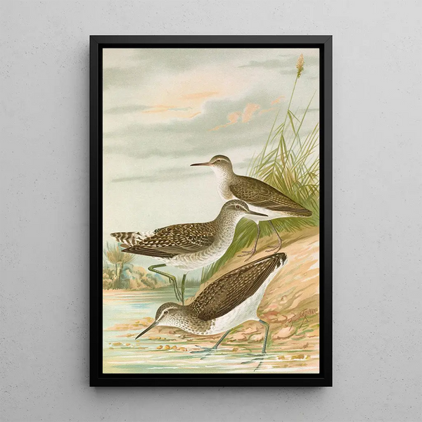 Totanus ochropus Totanus glareola Tringoides hypoleucus - Johann Friedrich Naumann — framed artwork on a wall