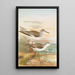 Totanus totanus Totanus stagnatilis Bechst - Johann Friedrich Naumann — framed artwork on a wall