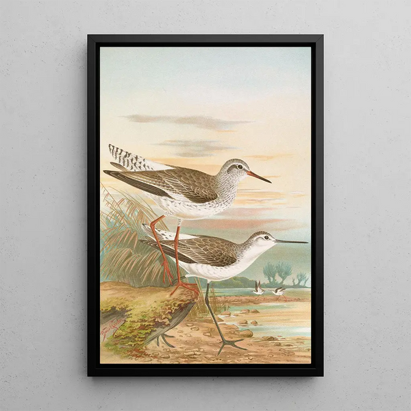 Totanus totanus Totanus stagnatilis Bechst - Johann Friedrich Naumann — framed artwork on a wall