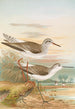 Totanus totanus Totanus stagnatilis Bechst - Johann Friedrich Naumann — artwork view