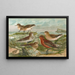 Tringa temminckii Leisl Tringa alpina Tringa subarcuata - Johann Friedrich Naumann — framed artwork on a wall