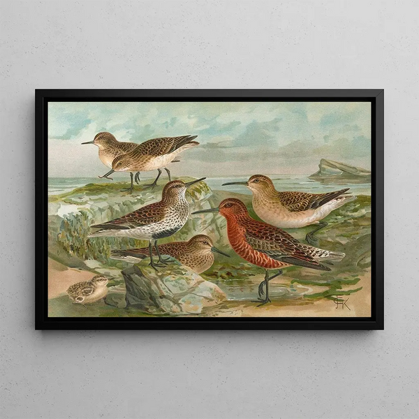Tringa temminckii Leisl Tringa alpina Tringa subarcuata - Johann Friedrich Naumann — framed artwork on a wall