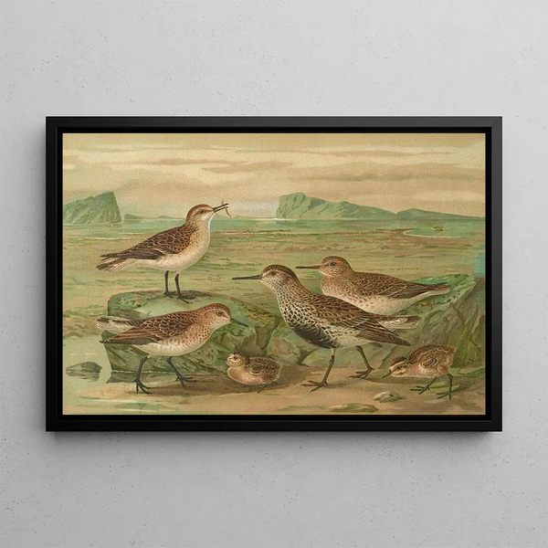 Tringa alpina Schinzi, Tringa minuta Leisl - Johann Friedrich Naumann — framed artwork on a wall