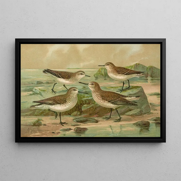 Tringa alpina Tringa alpina Schinzi Tringa minuta Leisl Tringa temmincki Leisl - Johann Friedrich Naumann — framed artwork on a wall