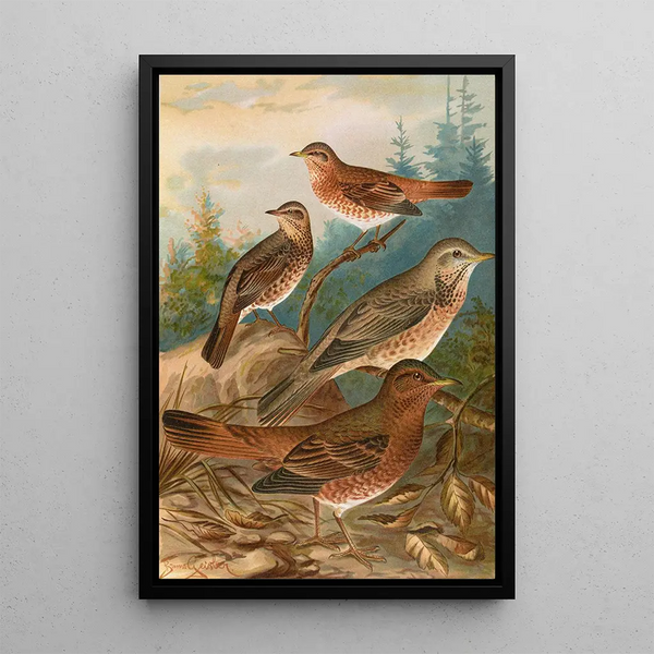 Turdus Naumanni - Johann Friedrich Naumann — framed artwork on a wall