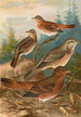 Turdus Naumanni - Johann Friedrich Naumann — artwork view