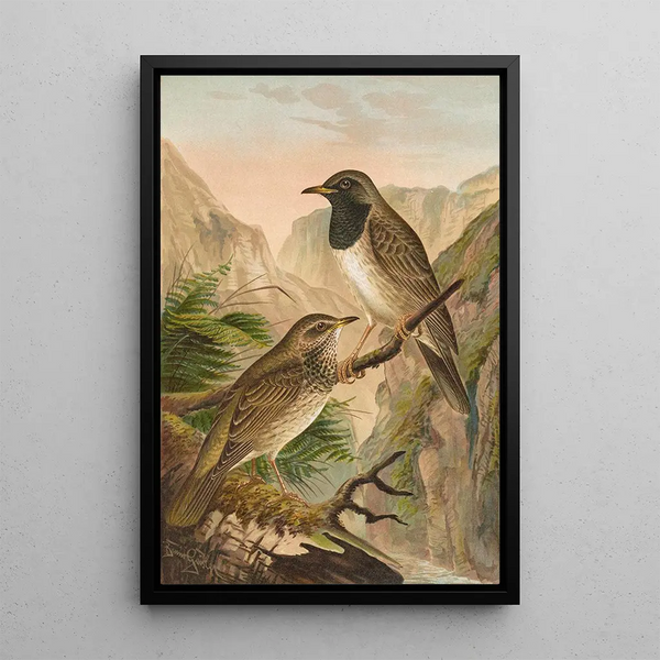 Turdus atrigularis - Johann Friedrich Naumann — framed artwork on a wall