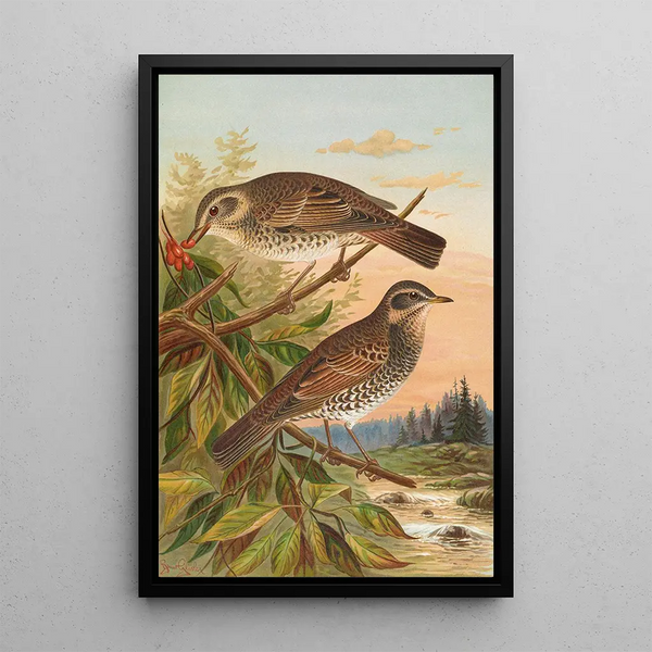 Turdus fuscatus - Johann Friedrich Naumann — framed artwork on a wall