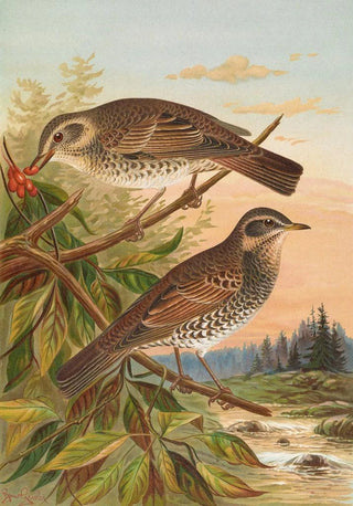 Johann Friedrich Naumann - Turdus fuscatus.webp