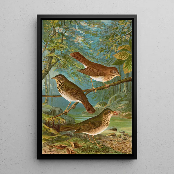 Turdus fuscescens Turdus pallassii Turdus swainsonii - Johann Friedrich Naumann — framed artwork on a wall