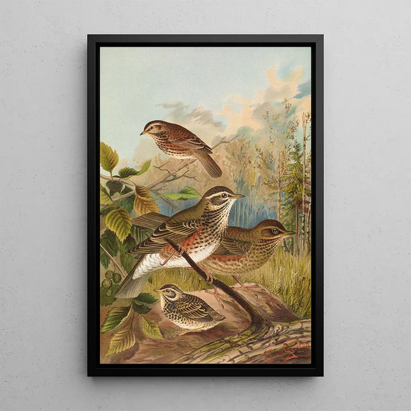 Turdus iliacus - Johann Friedrich Naumann — framed artwork on a wall