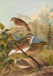 Turdus iliacus - Johann Friedrich Naumann — artwork view