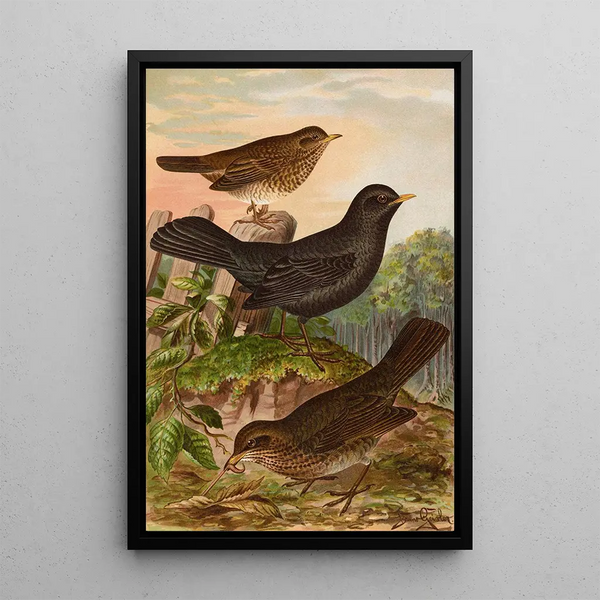 Turdus merula - Johann Friedrich Naumann — framed artwork on a wall