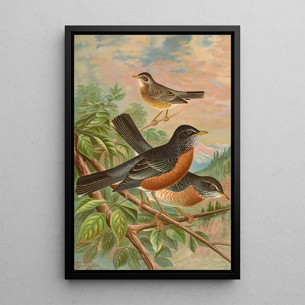 Turdus migratorius - Johann Friedrich Naumann — framed artwork on a wall