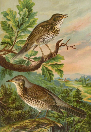 Johann Friedrich Naumann - Turdus musicus Turdus pilaris.webp