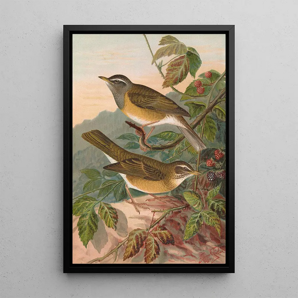 Turdus obscurus - Johann Friedrich Naumann — framed artwork on a wall