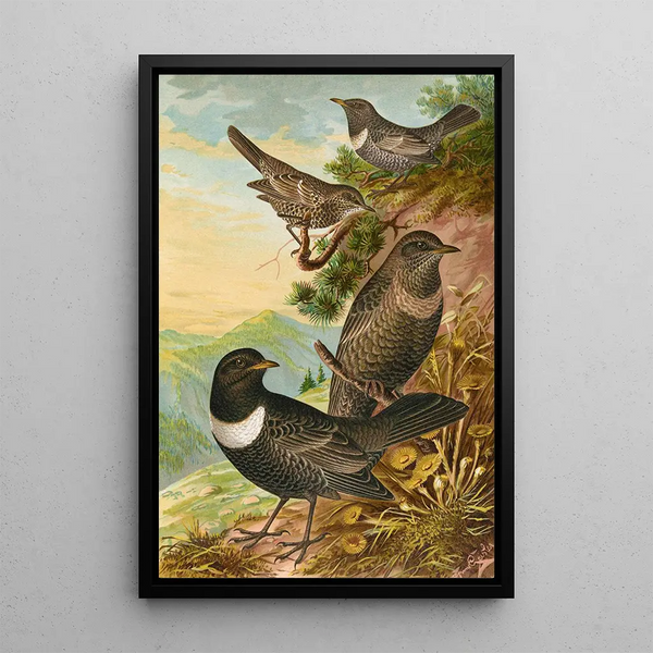 Turdus torquatus - Johann Friedrich Naumann — framed artwork on a wall