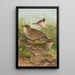 Turdus viscivorus Turdus atrigularis - Johann Friedrich Naumann — framed artwork on a wall
