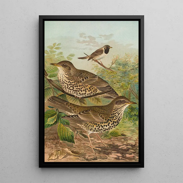 Turdus viscivorus Turdus atrigularis - Johann Friedrich Naumann — framed artwork on a wall