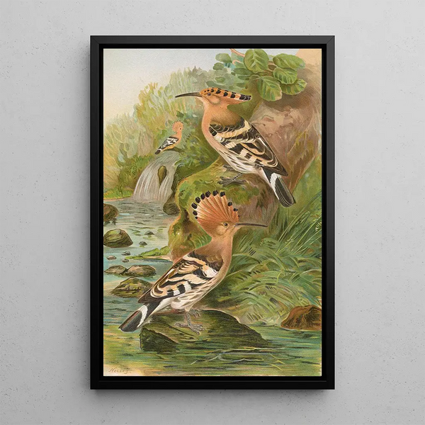 Huppe fasciée - Johann Friedrich Naumann — framed artwork on a wall