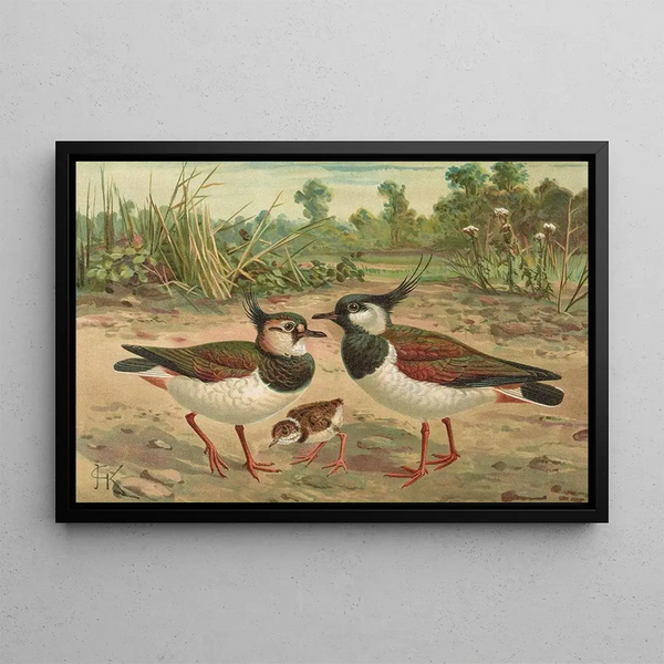 Vanellus vanellus - Johann Friedrich Naumann — framed artwork on a wall
