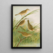 Crocephalus streperus streperus horticolus palustris palustris Fruticolus - Johann Friedrich Naumann — framed artwork on a wall