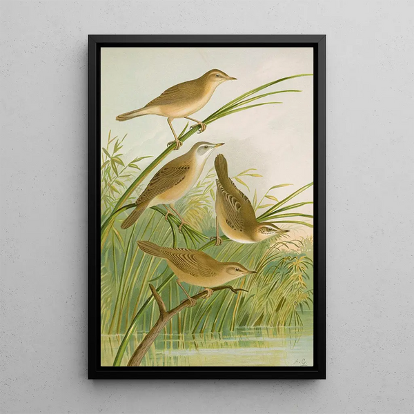 Crocephalus streperus streperus horticolus palustris palustris Fruticolus - Johann Friedrich Naumann — framed artwork on a wall