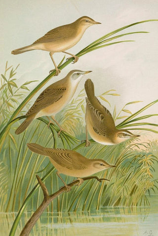 Johann Friedrich Naumann - crocephalus streperus streperus horticolus palustris palustris fruticolus.webp