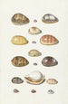 Porcelain Shells Painting - Johann Gustav Hoch — artwork view