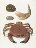 a crab, a crab claw, and two turtle shells - Johann Gustav Hoch — artwork view