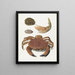 a crab, a crab claw, and two turtle shells - Johann Gustav Hoch — framed artwork on a wall